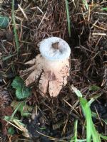 Striated Earth Star fungi (Geastrum Striatum) : Click to enlarge